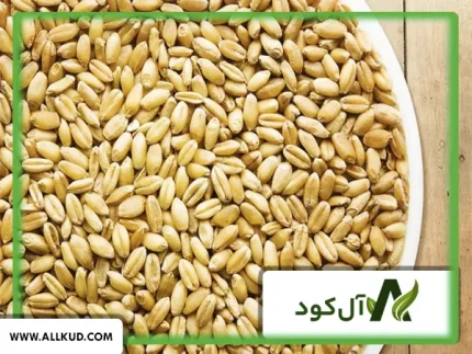 بذر گندم کم آب