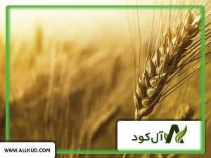 بذر گندم کم آب 