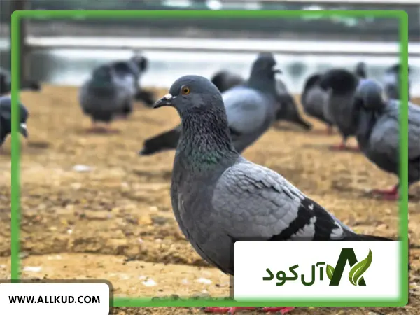 مضرات کود کبوتر
