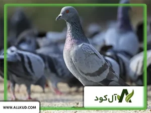 مضرات کود کبوتر