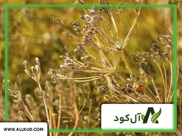 همه چیز درباره کاشت زیره و نحوه پرورش آن