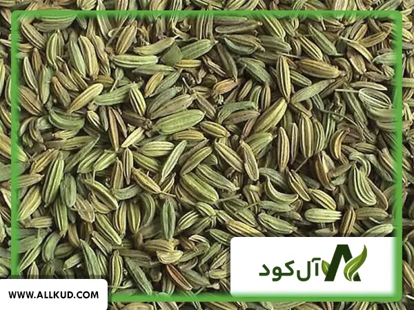 همه چیز درباره کاشت زیره و نحوه پرورش آن