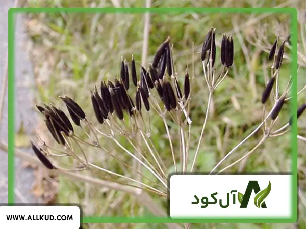 همه چیز درباره کاشت زیره و نحوه پرورش آن