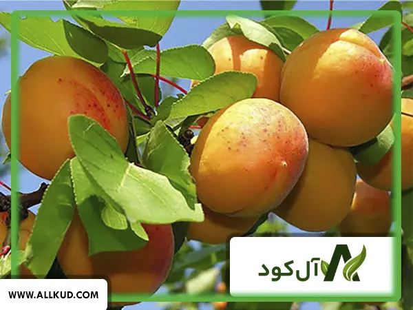 همه چیز درباره درخت زردآلو، نحوه کاشت و نگهداری