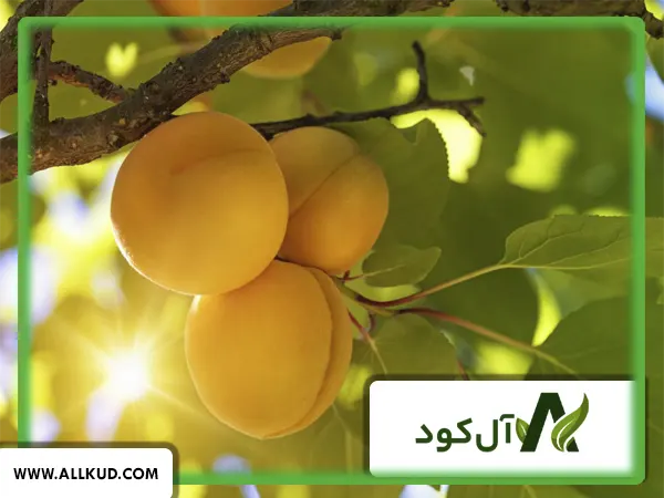 همه چیز درباره درخت زردآلو، نحوه کاشت و نگهداری