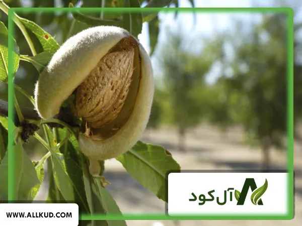 کوددهی درخت بادام توسط محلول پاشی اسید آمینه و جلبک دریایی