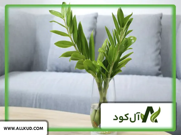 کود مخصوص پاجوش زدن زاموفیلیا