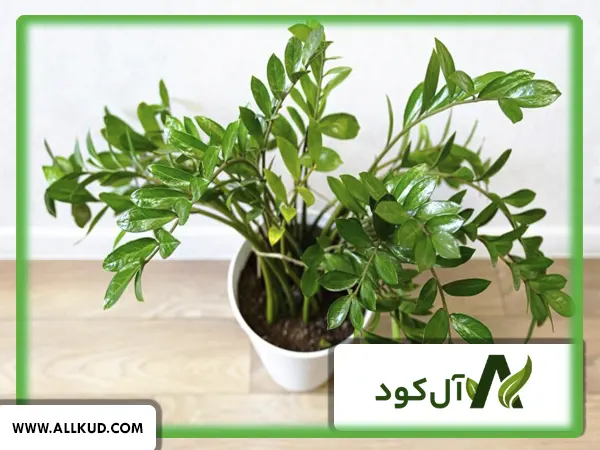 کود مخصوص پاجوش زدن زاموفیلیا
