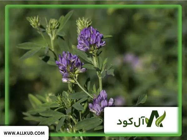 کود برای چین دوم یونجه