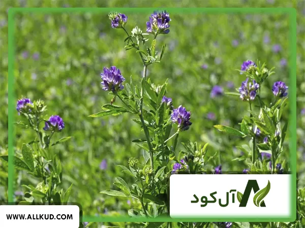 کود برای چین دوم یونجه