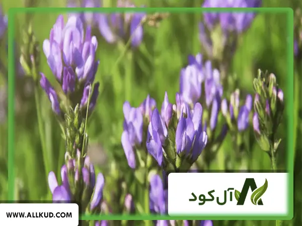 کود برای چین دوم یونجه