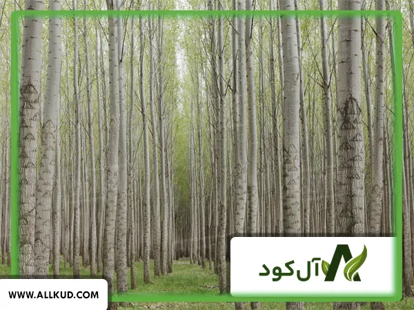 زمان کود دهی درخت صنوبر