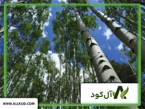 زمان کود دهی درخت صنوبر