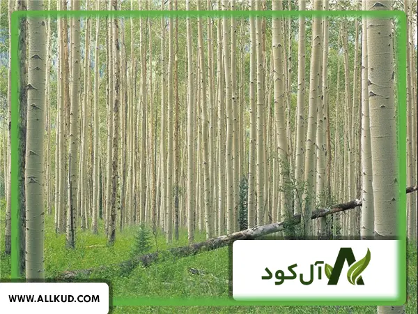 زمان کود دهی درخت صنوبر
