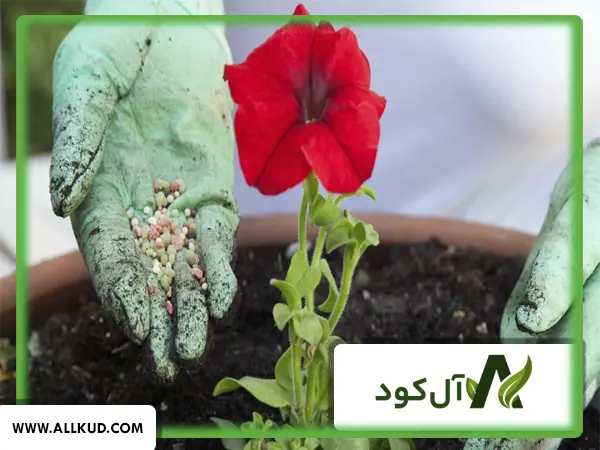 نحوه و زمان استفاده از کود گلدهی