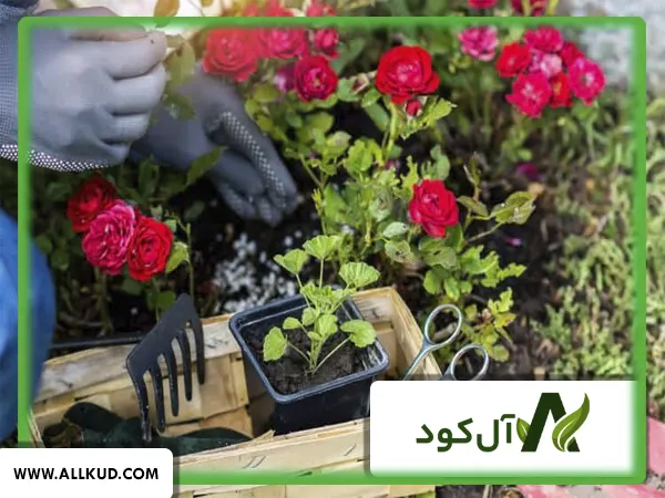 نحوه و زمان استفاده از کود گلدهی