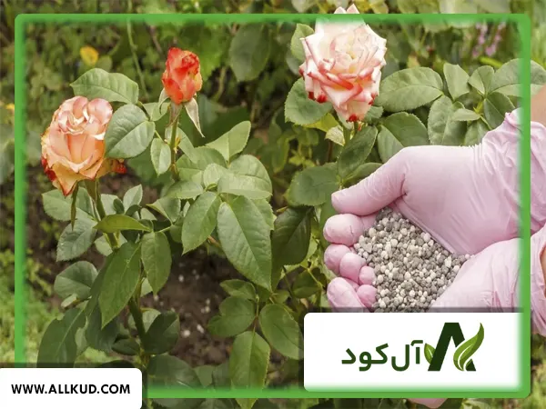 نحوه و زمان استفاده از کود گلدهی