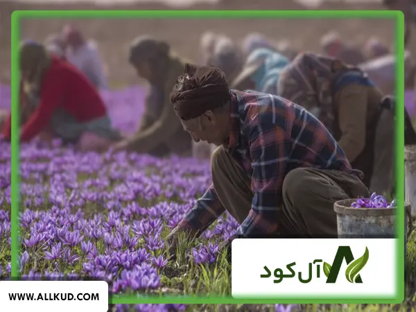 مزارع زعفران چگونه به بالاترین حجم تولید می‌رسند؟