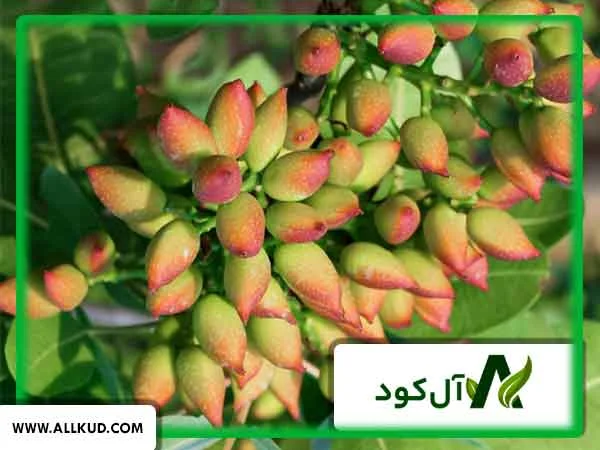 درخت پسته چند ساله بار می‌دهد؟