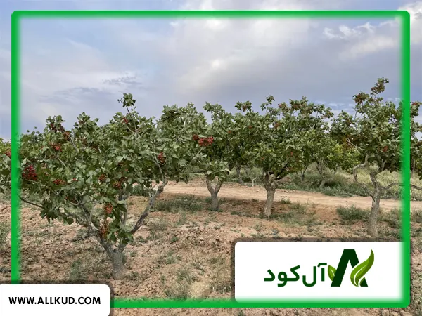 درخت پسته چند ساله بار می‌دهد؟