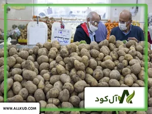 طریقه استفاده از کود گوگرد برای سیب زمینی