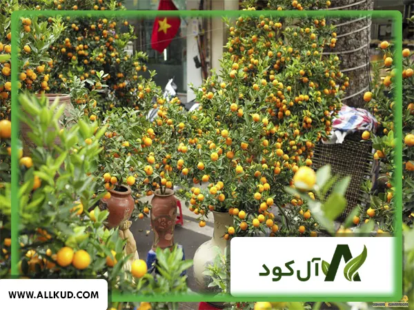 همه چیز درباره درخت کامکوات ، نحوه کاشت و نگهداری