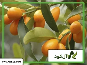 همه چیز درباره درخت کامکوات ، نحوه کاشت و نگهداری
