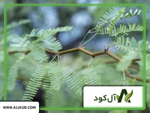 همه چیز درباره درخت کهور ، نحوه کاشت و نگهداری