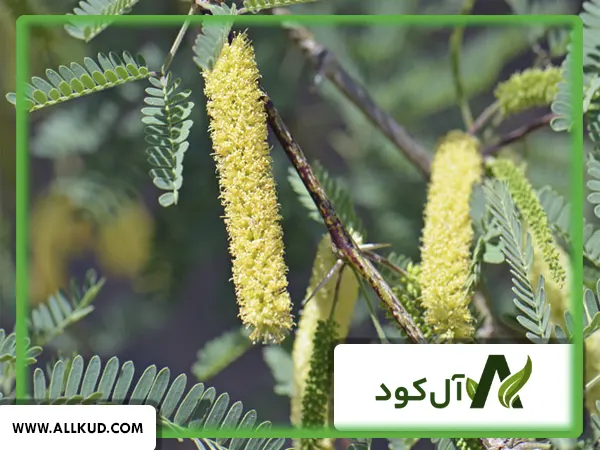 همه چیز درباره درخت کهور ، نحوه کاشت و نگهداری