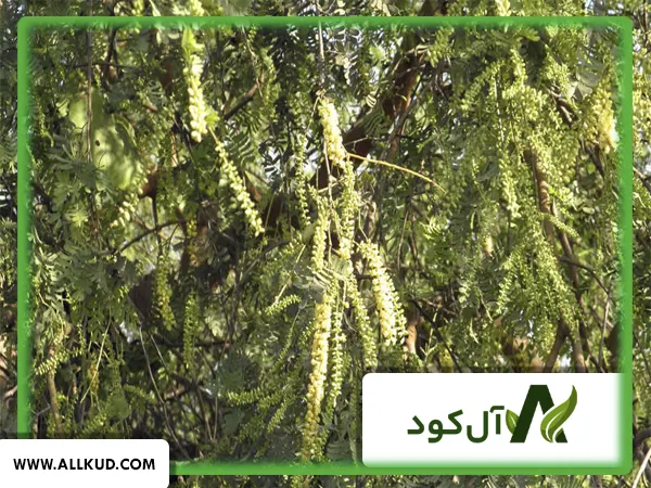 همه چیز درباره درخت کهور ، نحوه کاشت و نگهداری