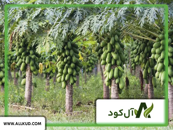 همه چیز درباره درخت پاپایا ؛ نحوه کاشت و نگهداری