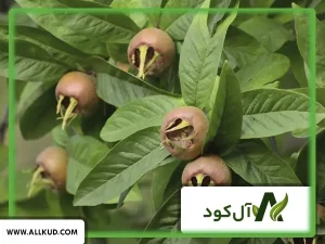 همه چیز درباره درخت ازگیل، نحوه کاشت و نگهداری