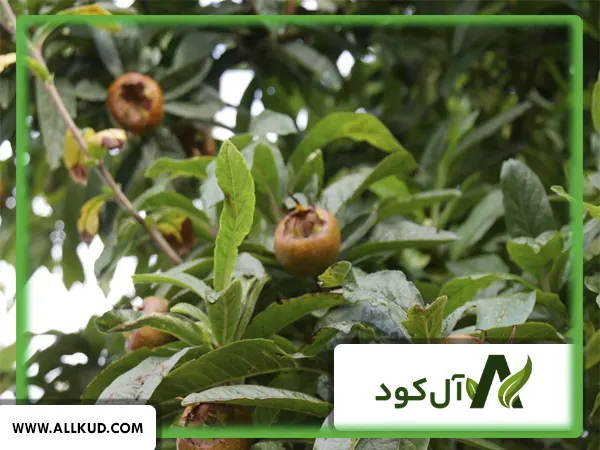 همه چیز درباره درخت ازگیل، نحوه کاشت و نگهداری