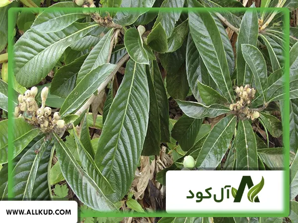 همه چیز درباره درخت ازگیل، نحوه کاشت و نگهداری