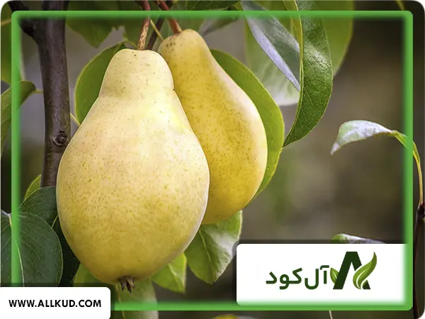 کوددهی درخت گلابی توسط کود کامل