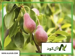 کوددهی درخت گلابی توسط کود کامل