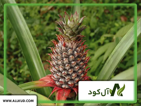 همه چیز درباره درخت ( بوته ) آناناس ، نحوه کاشت و نگهداری