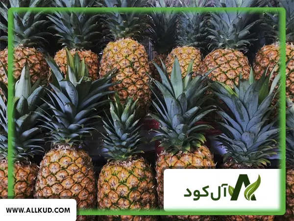 همه چیز درباره درخت ( بوته ) آناناس ، نحوه کاشت و نگهداری