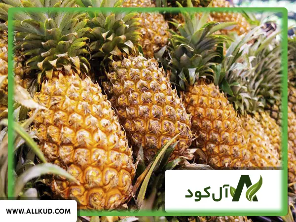 همه چیز درباره درخت ( بوته ) آناناس ، نحوه کاشت و نگهداری
