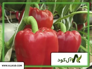 زمان کاشت فلفل دلمه‌ای در خوزستان