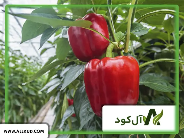زمان کاشت فلفل دلمه‌ای در خوزستان
