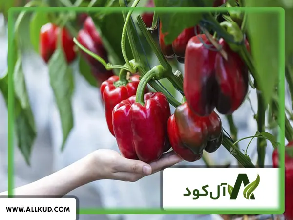 زمان کاشت فلفل دلمه‌ای در خوزستان