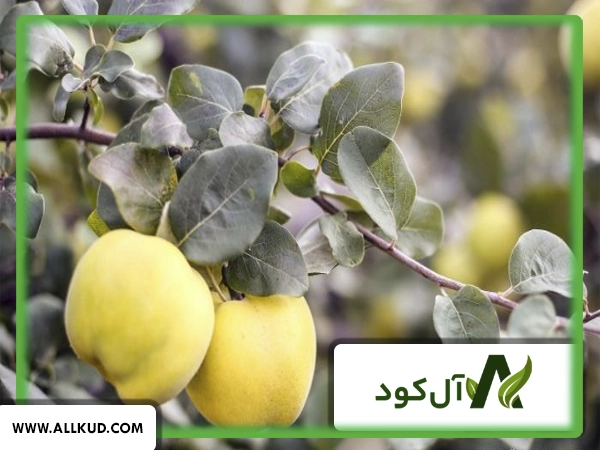 همه چیز درباره درخت به ، نحوه کاشت و نگهداری