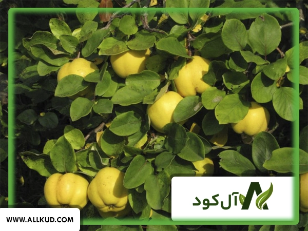 همه چیز درباره درخت به ، نحوه کاشت و نگهداری