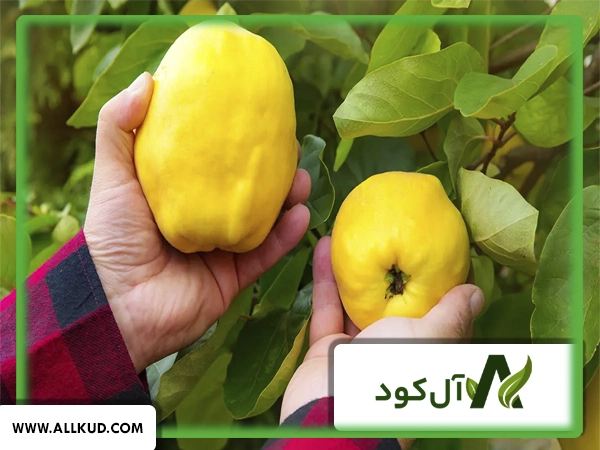 همه چیز درباره درخت به ، نحوه کاشت و نگهداری