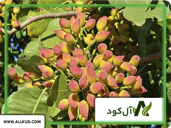 آموزش پیوند زدن درخت پسته