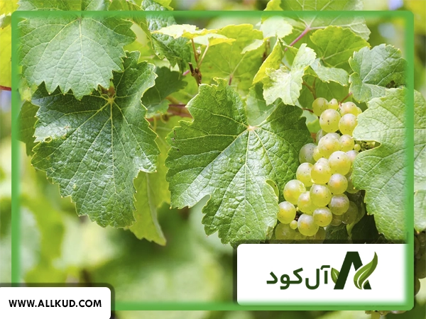 تاثیر کود 10  X شوک گلد بر روی درخت انگور