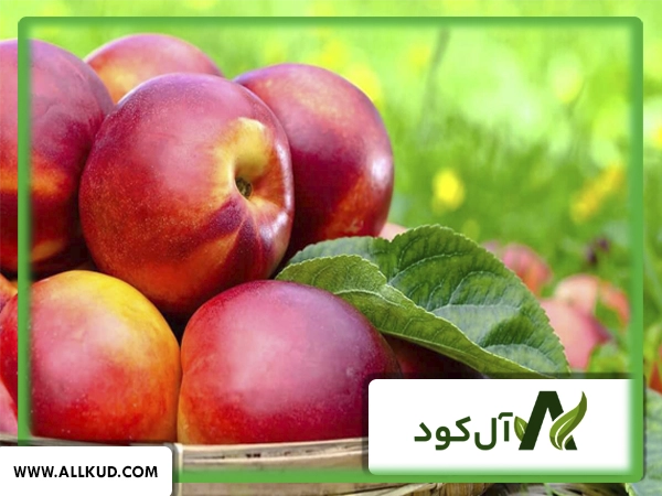 تاثیر کود 10  X شوک گلد بر روی درخت شفتالو