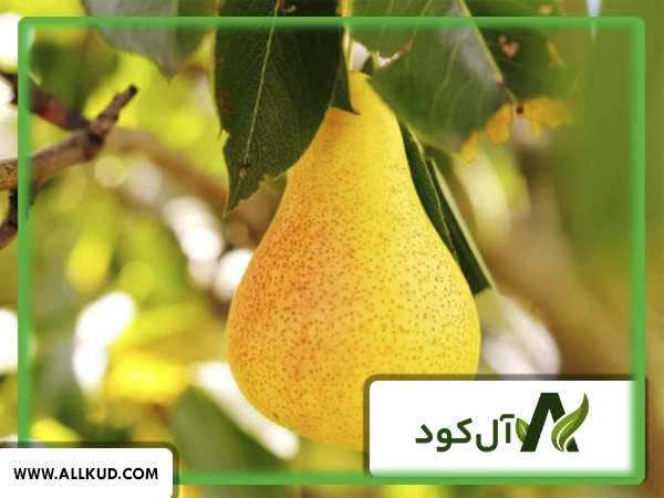 تاثیر کود اسید آمینه بر روی درخت گلابی