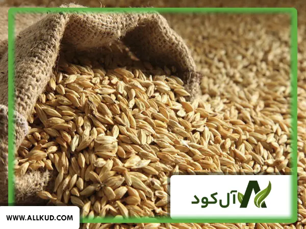 پر بازده ترین بذر گندم دیم